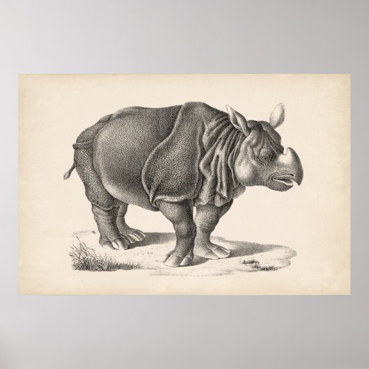 Poster Croquis Brodtmann Rhinoceros (Devant)