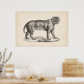 Poster Croquis Brodtmann Tiger (Cuisine)