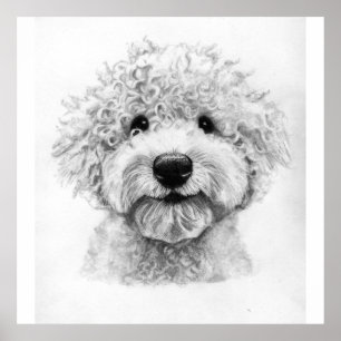 Poster Croquis de chien adorable à poils bouclés, lagotto