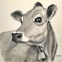 Croquis de Jersey Cow