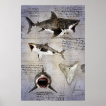Croquis de Megalodon
