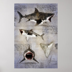 Poster Croquis de Megalodon