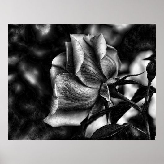 Poster croquis de rose en noir et blanc (Devant)