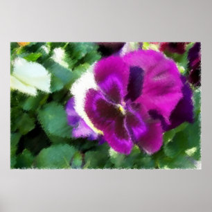 Poster Croquis Pansy Rose