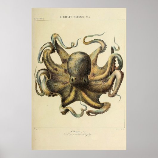 Poster Croquis zoologique Vintage d'octopus (Devant)