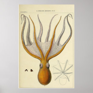 Poster Croquis zoologique Vintage d'octopus