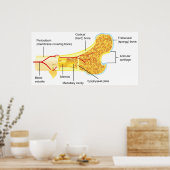 Poster Cross Section Diagram of a General Human Bone (Cuisine)