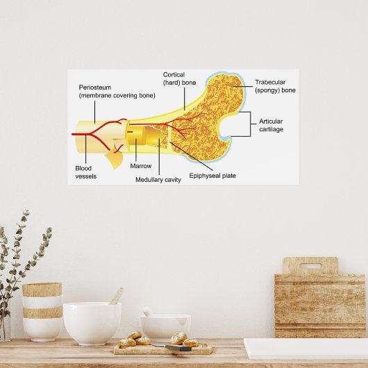 Poster Cross Section Diagram of a General Human Bone (Cuisine)