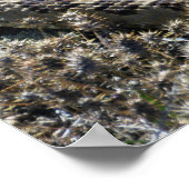 Poster Crotale (Coin)