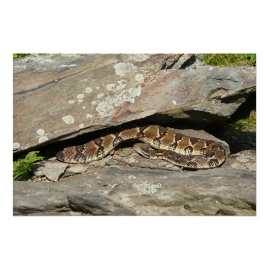 Poster Crotale à Shenandoah National Park (Devant)