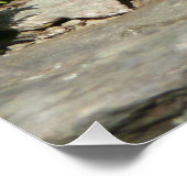Poster Crotale à Shenandoah National Park (Coin)