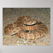 Poster Crotale de diamondback occidental (Devant)