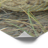 Poster Crotale des prairies R20 (Coin)