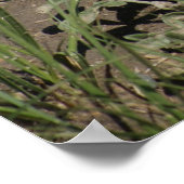 Poster Crotale des prairies R6 (Coin)