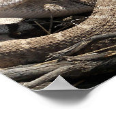 Poster Crotale Diamondback de l'Arizona (Coin)