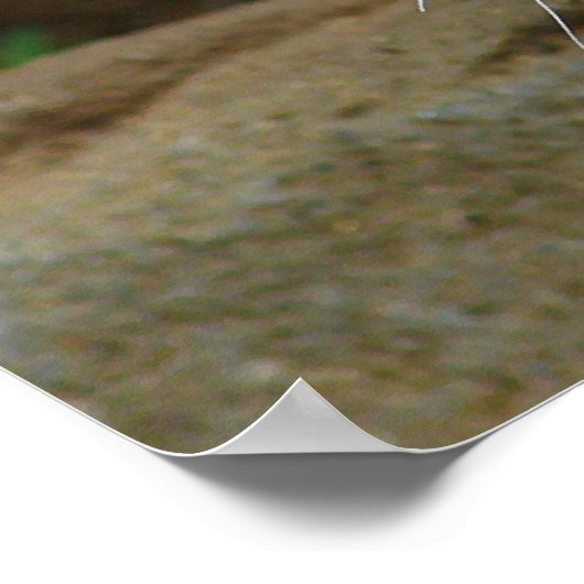 Poster Crouching Bengale Tiger Chasse Prey (Coin)