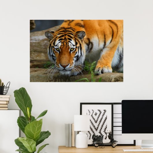 Poster Crouching Bengale Tiger Chasse Prey (Bureau à domicile)