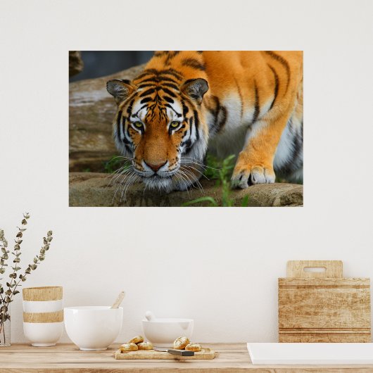 Poster Crouching Bengale Tiger Chasse Prey (Cuisine)
