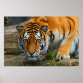 Poster Crouching Bengale Tiger Chasse Prey (Devant)