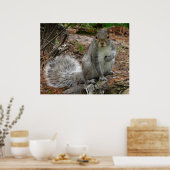 Poster Crouching Squirrel (Cuisine)
