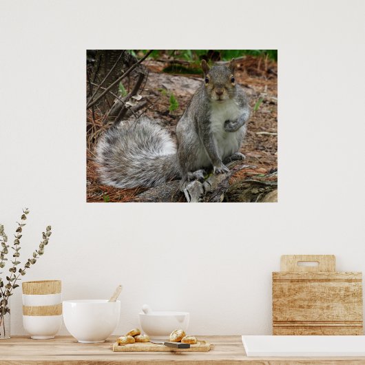 Poster Crouching Squirrel (Cuisine)
