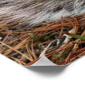 Poster Crouching Squirrel (Coin)