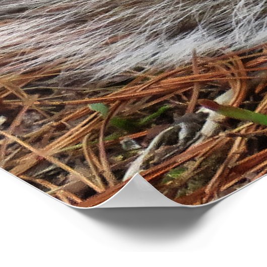 Poster Crouching Squirrel (Coin)