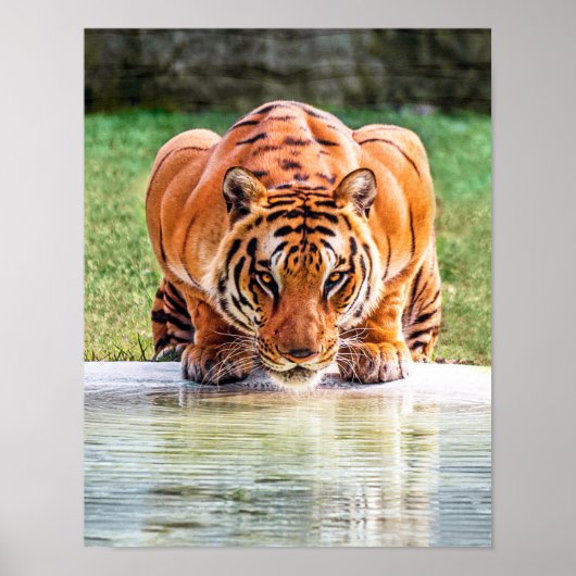 Poster Crouching Tiger prêt à rebondir (Devant)