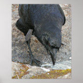 Poster Crow à la soif Eau potable Photographie (Devant)