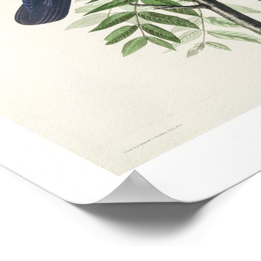 Poster Crow américain par Audubon (Coin)