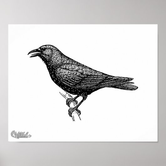 Poster Crow Bird Art (Devant)