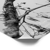 Poster Crow dans un Birch Tree (Coin)