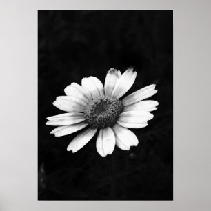 Poster Crown Daisy