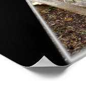 Poster Croyez En Vous-Même Message Avec Bearcat, (Coin)