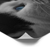 Poster Croyez Que Vous Pouvez Beau Cat Citation Motivatio (Coin)