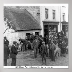 Poster Cru Cie. Kerry moutons d'Irlande, Killarney justes