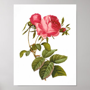 Poster cru d'illustration d'impression de rose de rose