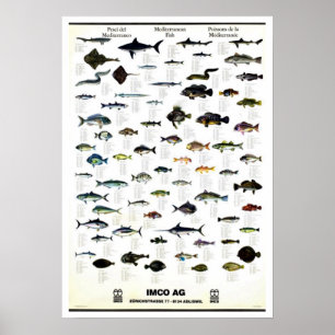 Poster Cru méditerranéen Repro de poissons. Copie