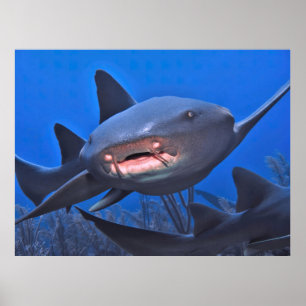 Poster Crusing Nurse Shark