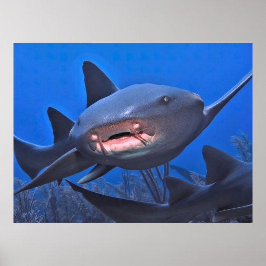 Poster Crusing Nurse Shark (Devant)