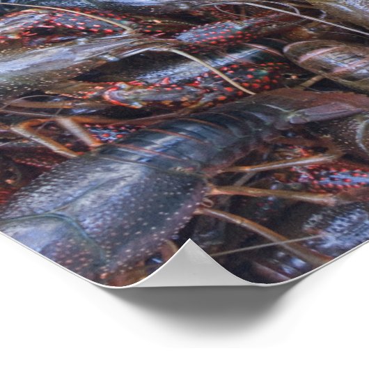 Poster crustacé (Coin)