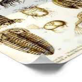 Poster Crustacea et Arachnida (Coin)