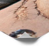 Poster Ctenosaura melanosterna (Coin)