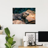 Poster Ctenosaura melanosterna (Bureau à domicile)