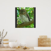 Poster Cubain Pygmée Chouette Animal Plumes Arbre Nature  (Cuisine)