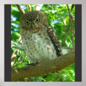 Poster Cubain Pygmée Chouette Animal Plumes Arbre Nature  (Devant)
