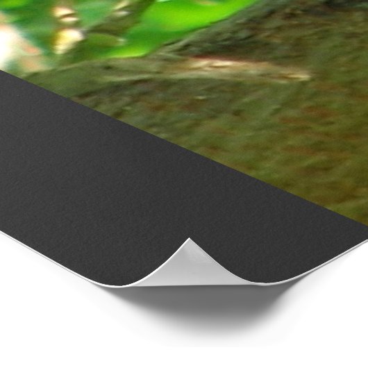 Poster Cubain Pygmée Chouette Animal Plumes Arbre Nature  (Coin)