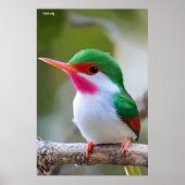 Poster Cuban tody  (Devant)