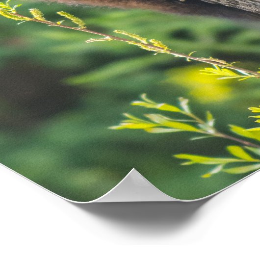 Poster Cube d'ours noir au printemps (Coin)