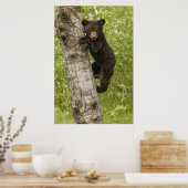 Poster Cube d'ours noir dans l'arbre (Cuisine)